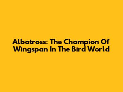 Albatross: The Champion Of Wingspan In The Bird World