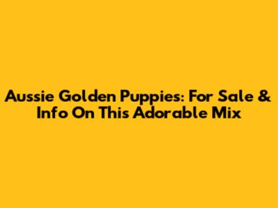 Aussie Golden Puppies: For Sale & Info On This Adorable Mix