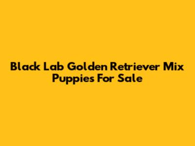 Black Lab Golden Retriever Mix Puppies For Sale