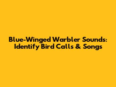 Blue-Winged Warbler Sounds: Identify Bird Calls & Songs