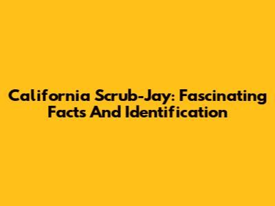 California Scrub-Jay: Fascinating Facts And Identification