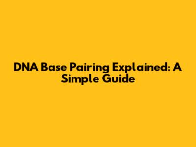 DNA Base Pairing Explained: A Simple Guide
