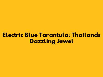 Electric Blue Tarantula: Thailand's Dazzling Jewel