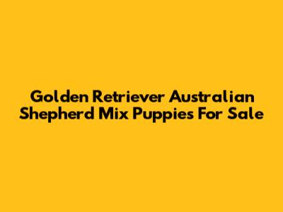 Golden Retriever Australian Shepherd Mix Puppies For Sale
