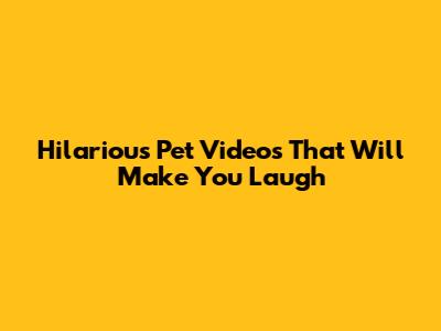 Hilarious Pet Videos That Will Make You Laugh