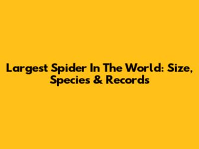 Largest Spider In The World: Size, Species & Records