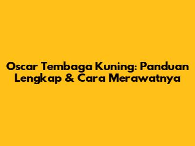 Oscar Tembaga Kuning: Panduan Lengkap & Cara Merawatnya