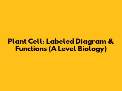 Plant Cell: Labeled Diagram & Functions (A Level Biology)