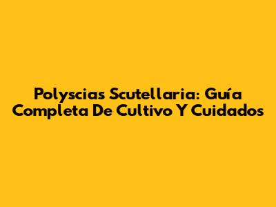 Polyscias Scutellaria: Guía Completa De Cultivo Y Cuidados
