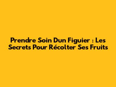 Prendre Soin D'un Figuier : Les Secrets Pour Récolter Ses Fruits