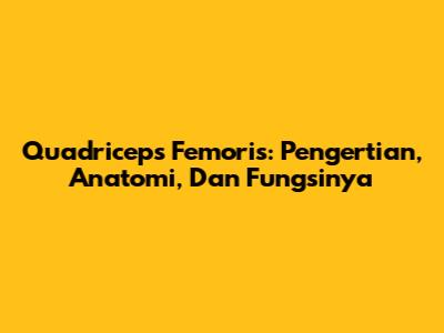 Quadriceps Femoris: Pengertian, Anatomi, Dan Fungsinya