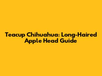 Teacup Chihuahua: Long-Haired Apple Head Guide