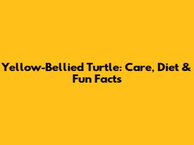 Yellow-Bellied Turtle: Care, Diet & Fun Facts